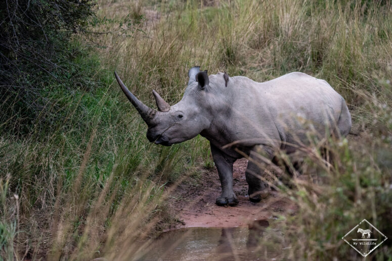Rhinocéros blanc, Parc national Marakele