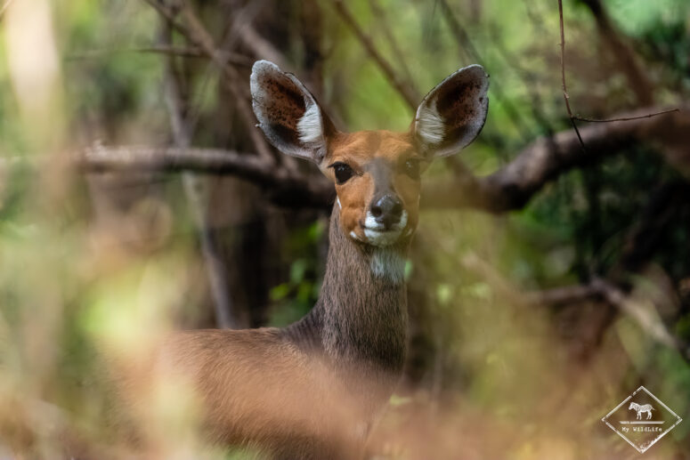 Bushbuck, Parc national Marakele