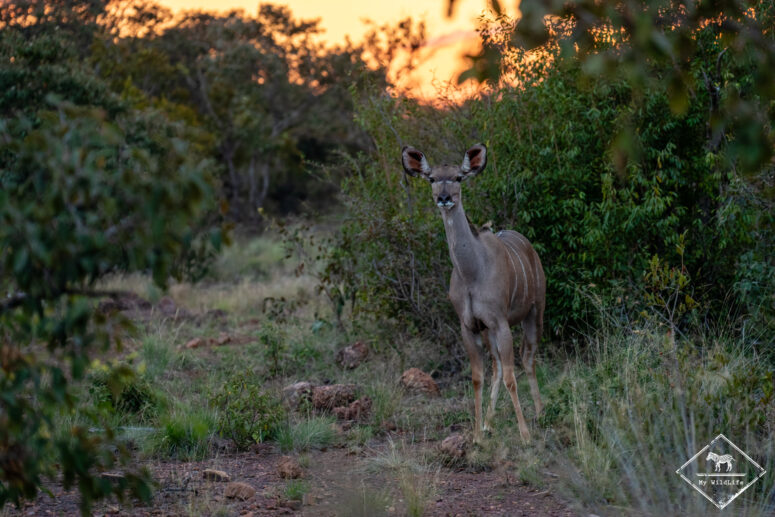 Grand Koudou, Parc national Marakele
