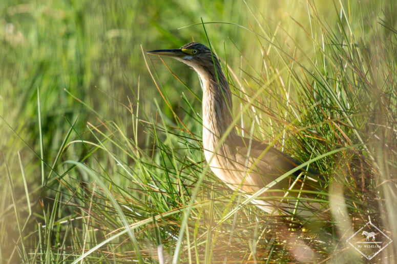Crabier chevelu, Nylsvley Nature Reserve