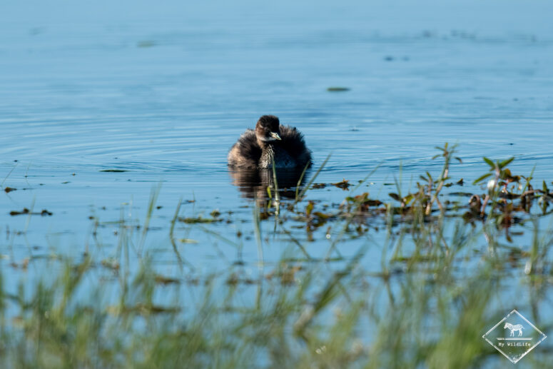Grèbe castagneux, Nylsvley Nature Reserve