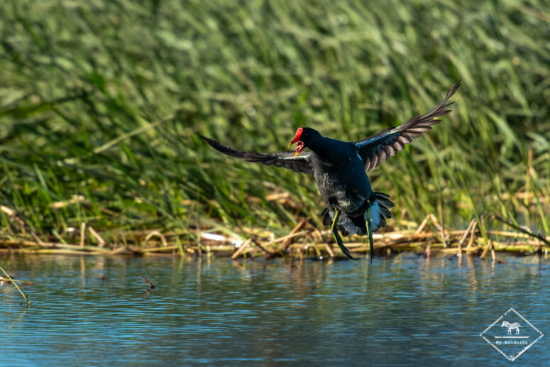 Gallinule poule d'eau, Nylsvley Nature Reserve
