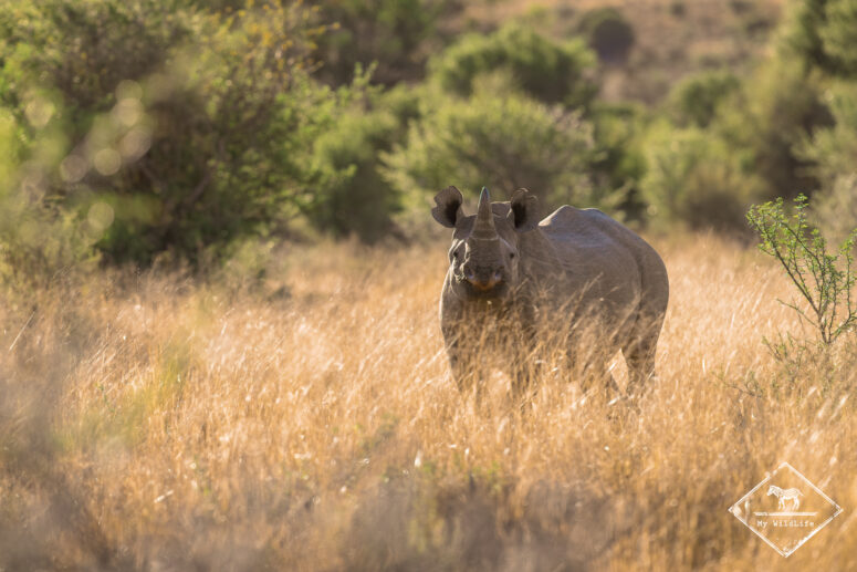 Rhinocéros noir, Parc National des Zèbres de Montagne