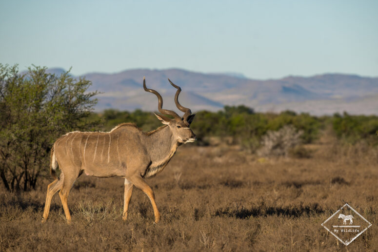 Grand koudou, Parc National des Zèbres de Montagne