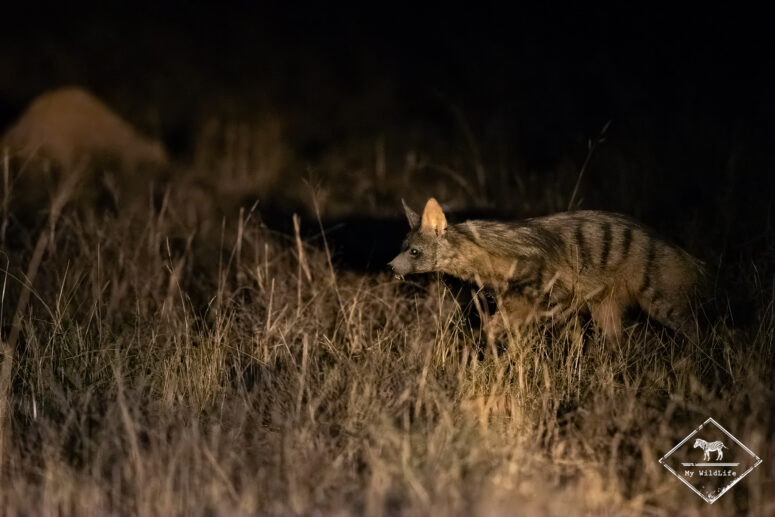 Protèle en safari guidé de nuit, Parc National des Zèbres de Montagne