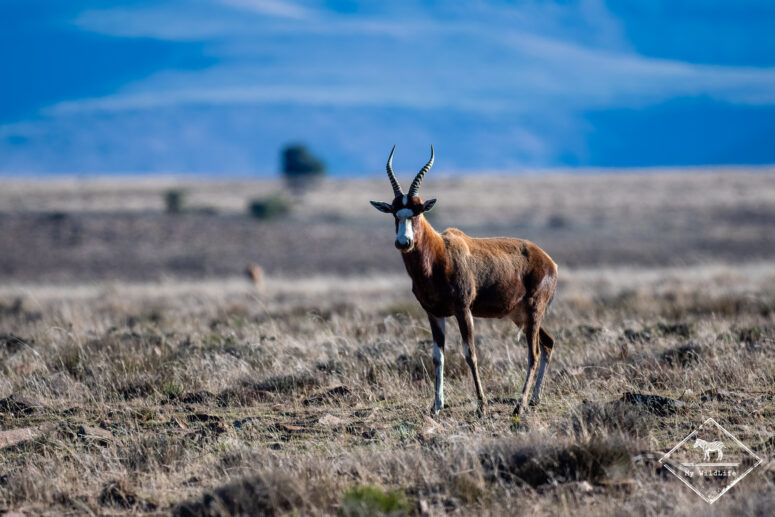 Damalisque à front blancr, Parc National des Zèbres de Montagne