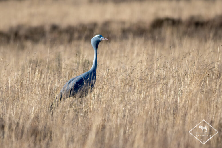 Grue de paradis, mountain zebra national park