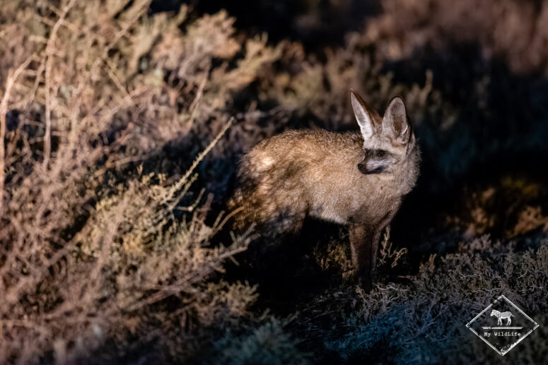 Otocyon, Parc National des Zèbres de Montagne
