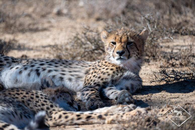 Guépard, Parc National des Zèbres de Montagne