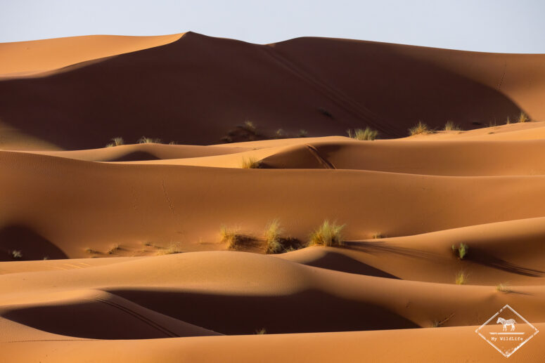 Erg Chebbi, Sony A7RVI