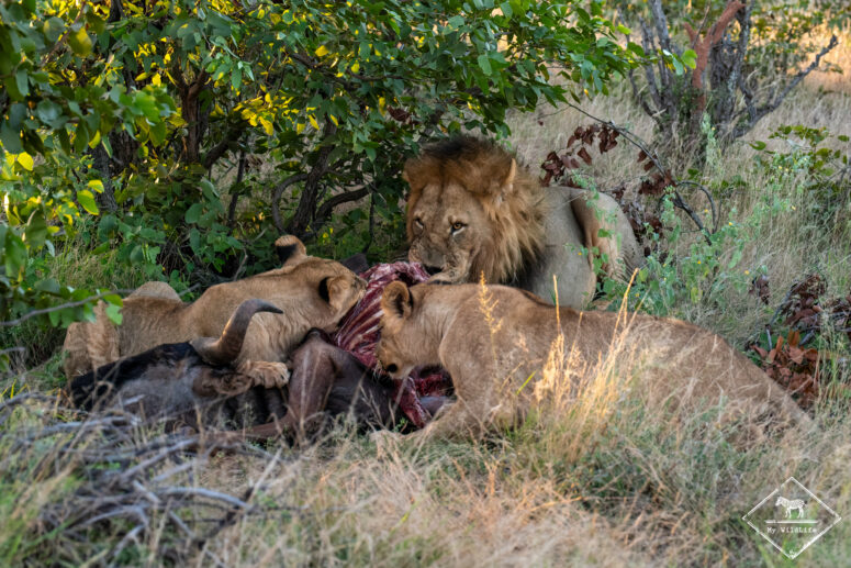 Lions sur une carcasse de gnou, Tuli Wilderness