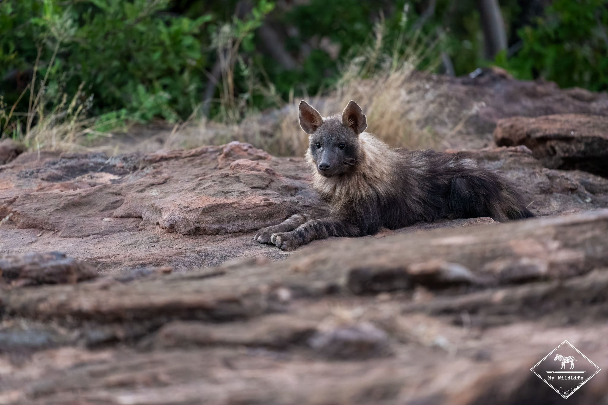 Hyène brune, Tuli Wilderness