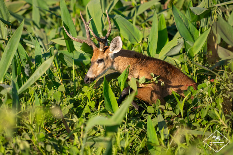 Cerf des marais, Pantanal