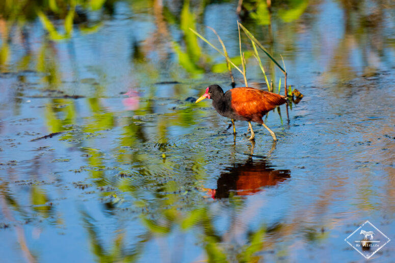 Jacana noir, Pantanal