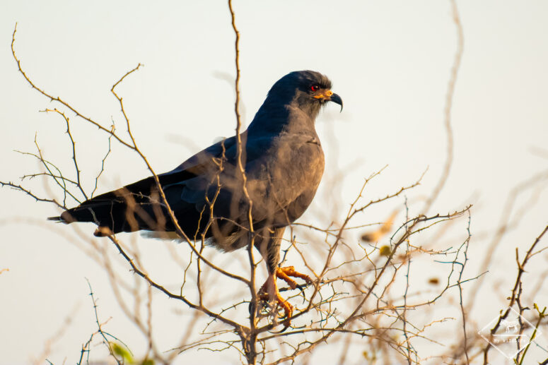 Milan des marais, Pantanal