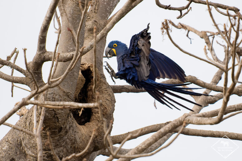 Ara hyacinthe, fazenda Piuval