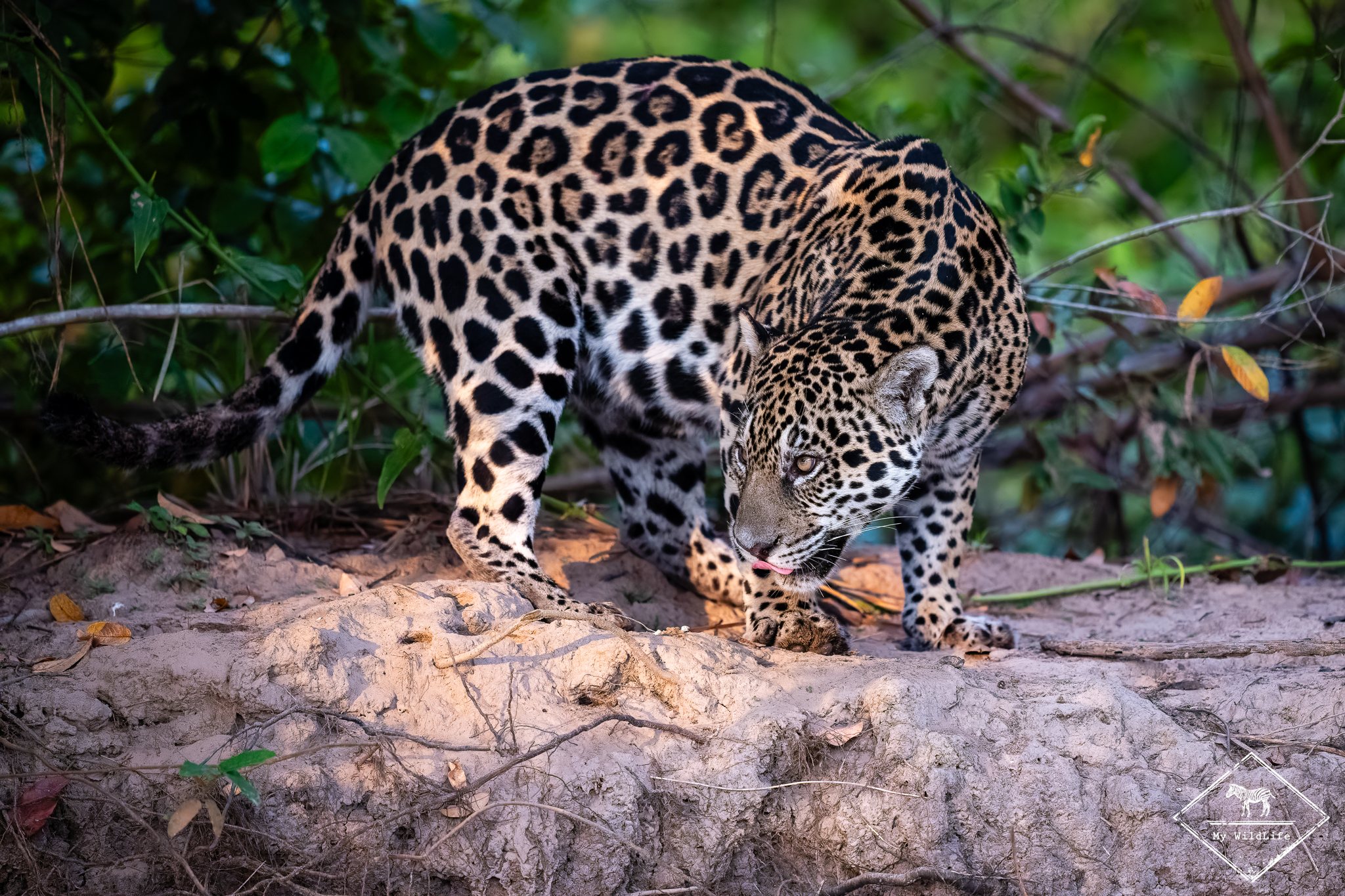 Jaguar, Pantanal