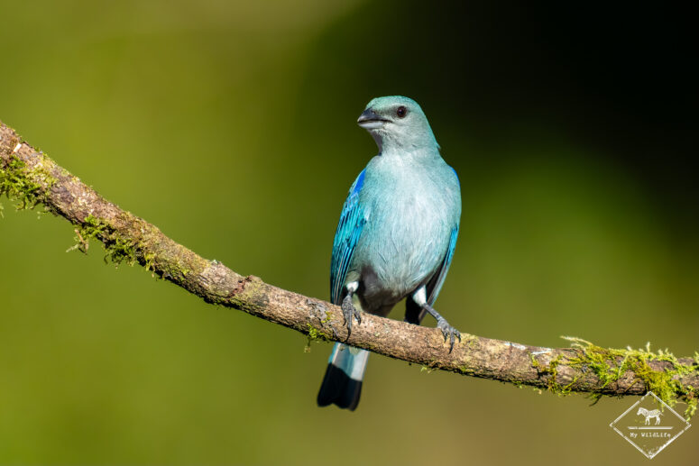Tangara à épaulettes bleues, Trilha dos Tucanos