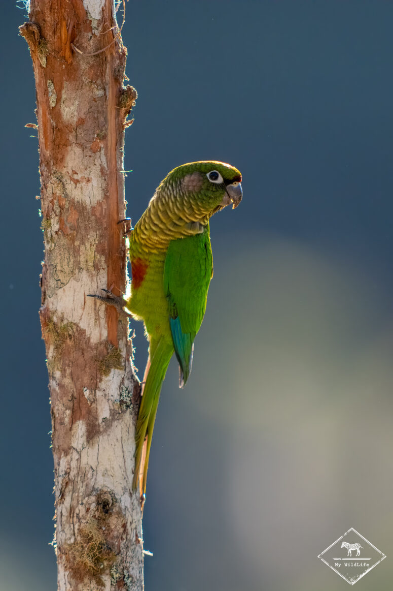 Conure de Vieillot, Trilha dos Tucanos