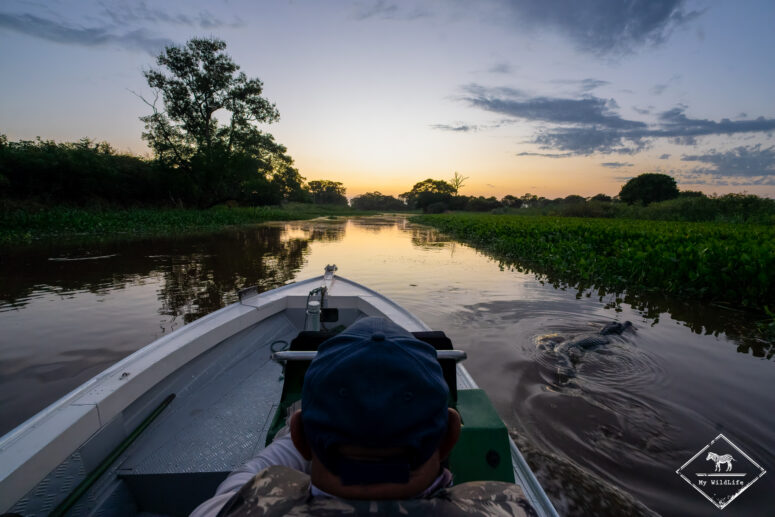 A la recherche du jaguar au Pantanal