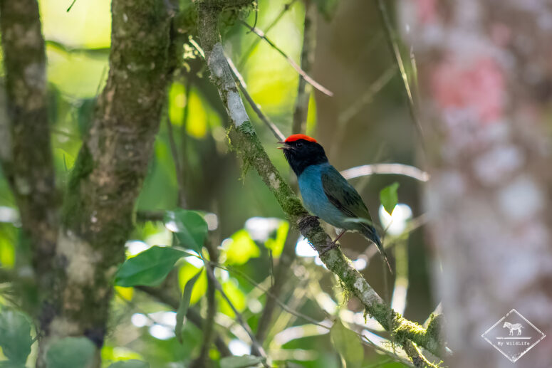 Manakin à longue queue, Trilha dos Tucanos