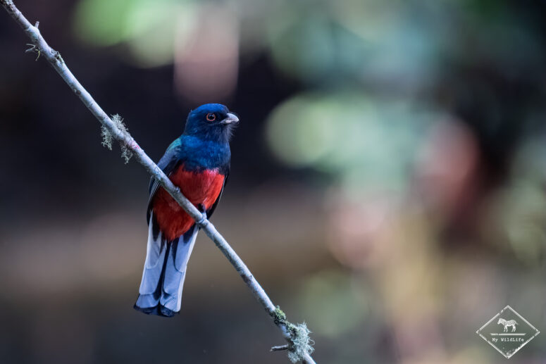 Trogon surucua, Trilha dos Tucanos