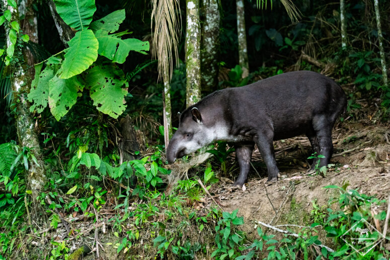 Tapir, Trilha dos Tucanos