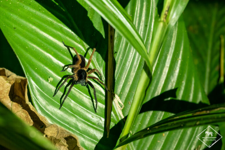Araignée errante du Brésil, Trilha dos Tucanos