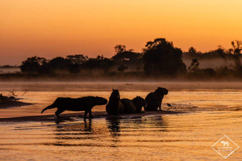 Ca^ybaras, Pantanal