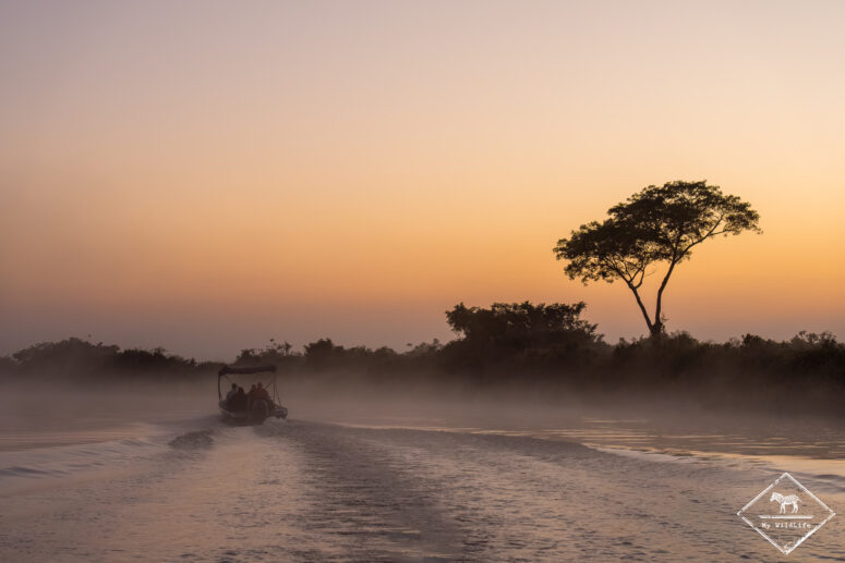Pantanal au petit matin