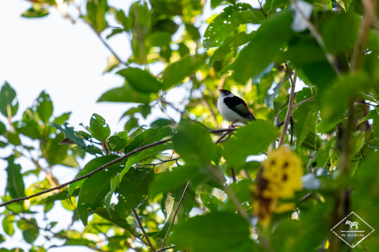 Manakin militaire, forêt Atlantique