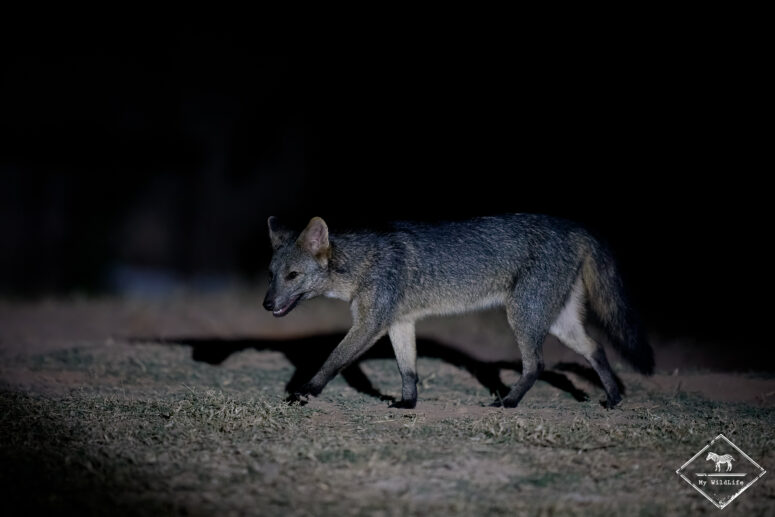 Renard crabier, fazenda Piuval