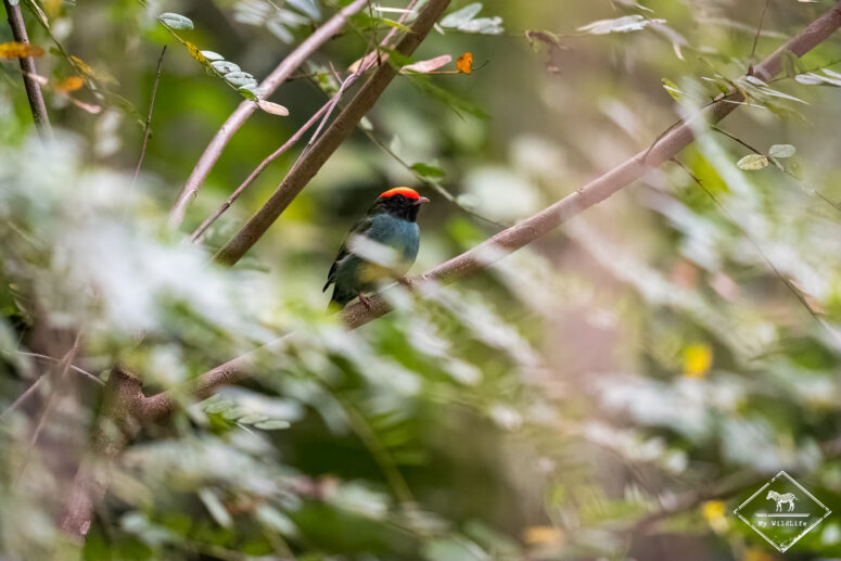 Manakin à longue queue, forêt Atlantique