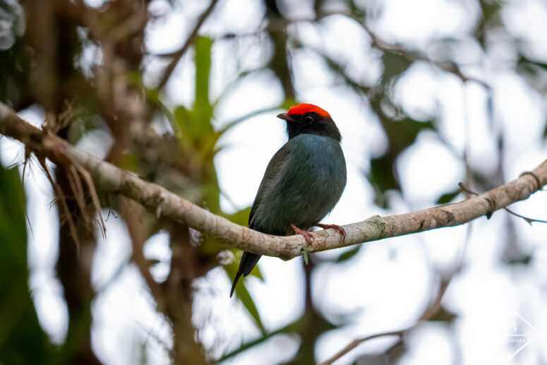 Manakin à longue queue, forêt Atlantique