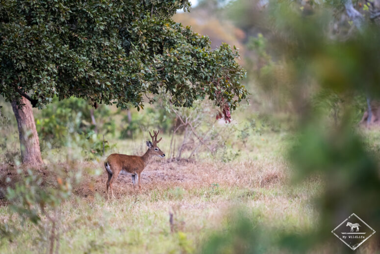 Cerf des pampas, fazenda Piuval