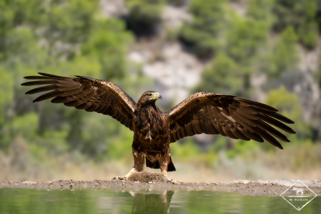 Aigle royal