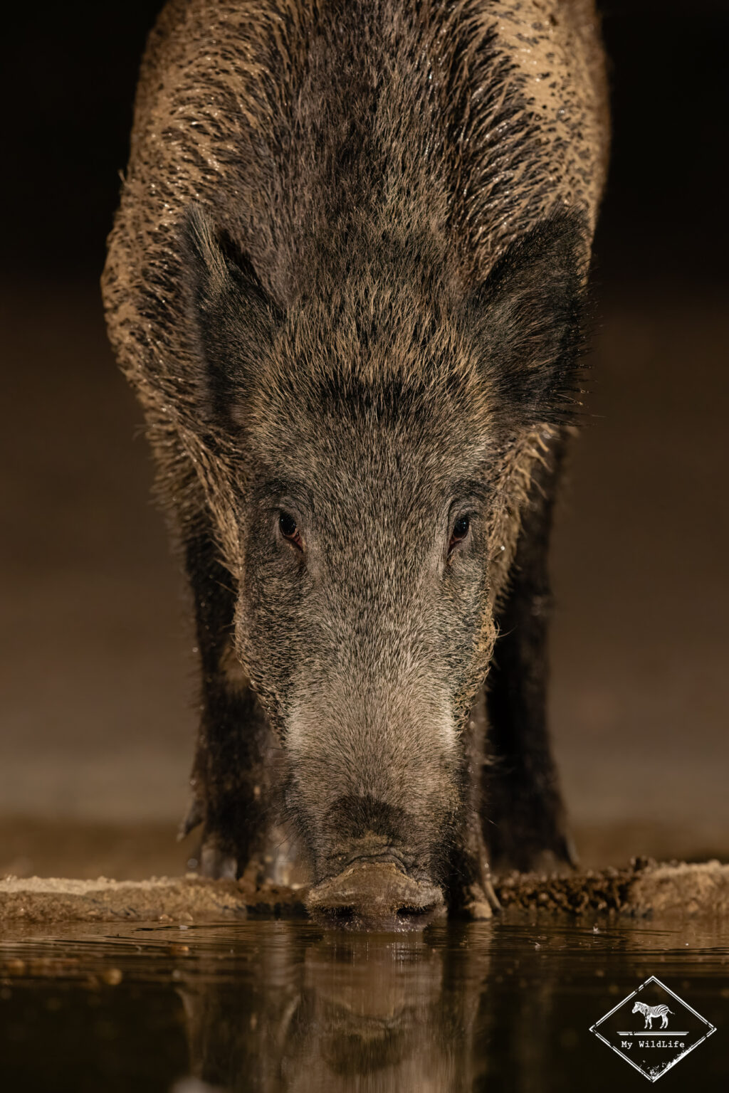 Sanglier