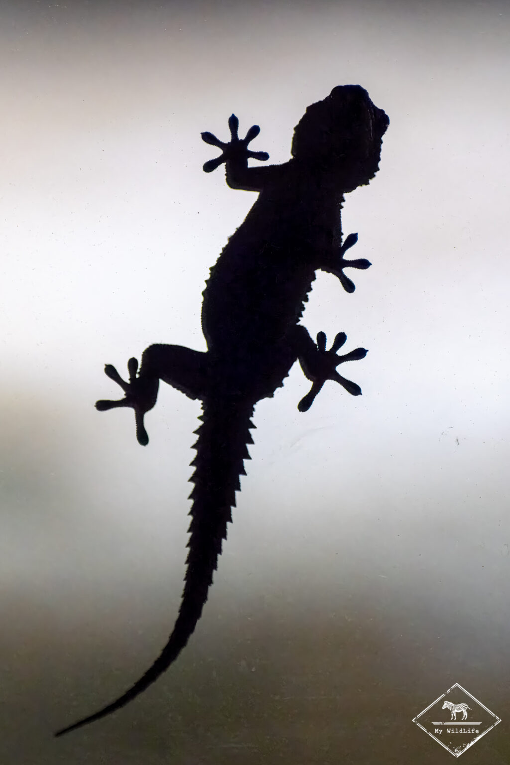 Tarente de Maurétanie