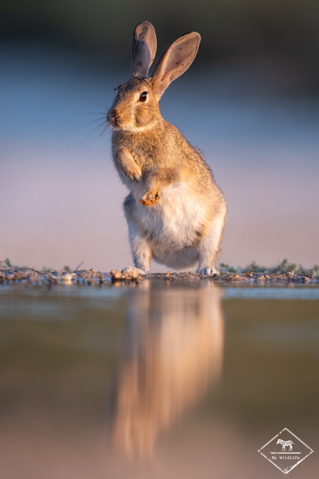 Lapin