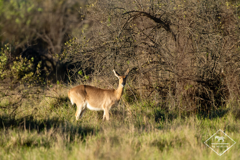 Cobe des roseaux, Nylsvley Nature Reserve
