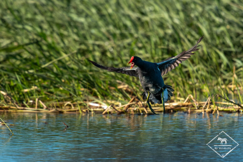 Gallinule poule d'eau, Nylsvley Nature Reserve