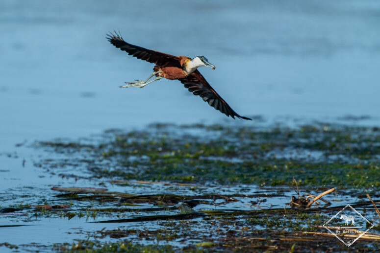 Jacana à poitrine dorée, Nylsvley Nature Reserve