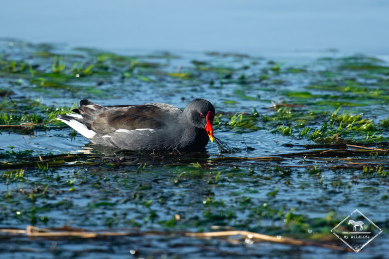 Gallinule poule d'eau, Nylsvley Nature Reserve