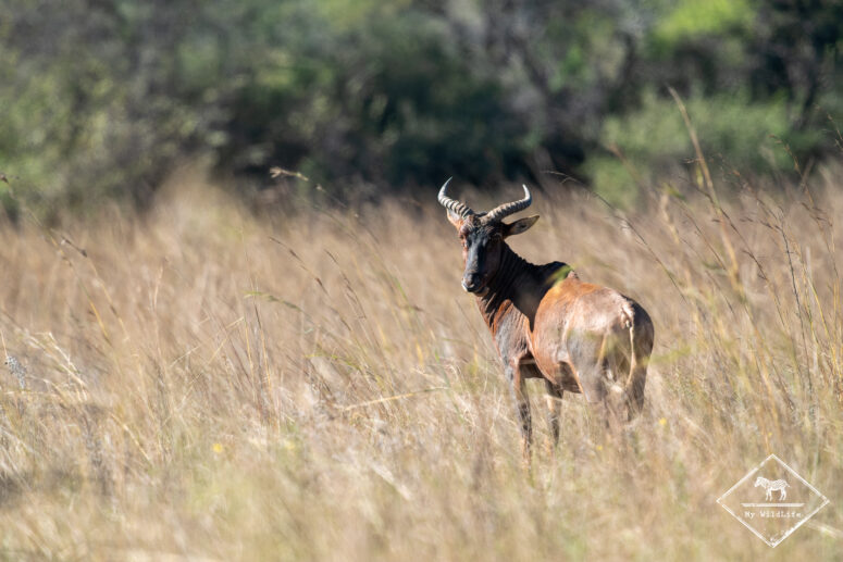 Tsessebe, Nylsvley Nature Reserve