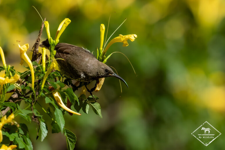 Souimanga améthyste femelle, Nylsvley Nature Reserve