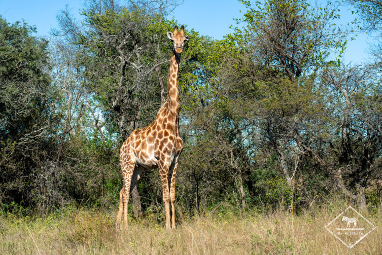 Girafe, Nylsvley Nature Reserve