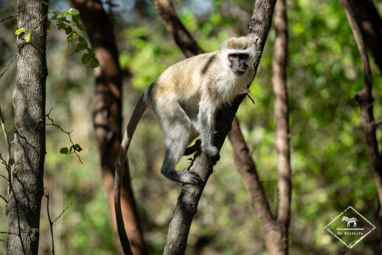 Vervet, Nylsvley Nature Reserve