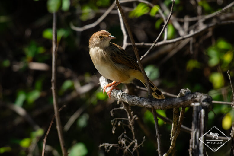 Cisticole grinçante, Nylsvley Nature Reserve