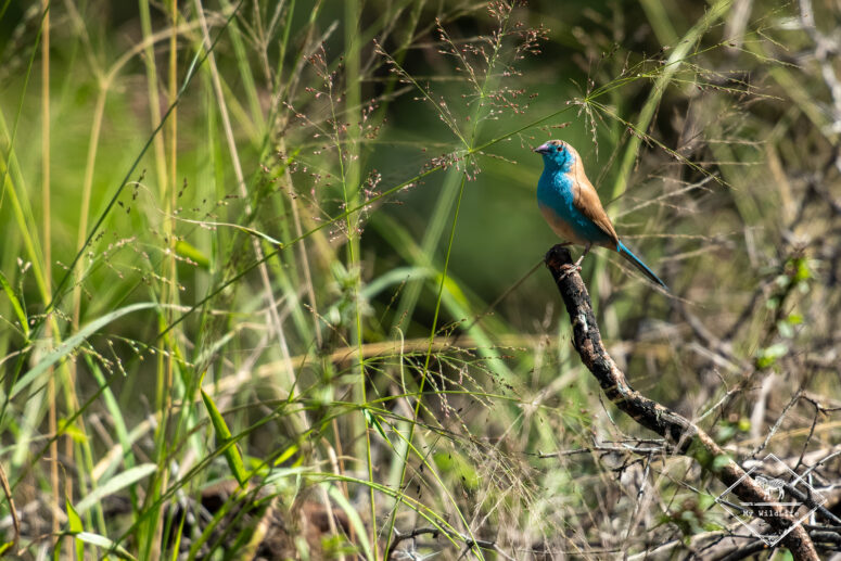 Cordonbleu d'Angola, Nylsvley Nature Reserve