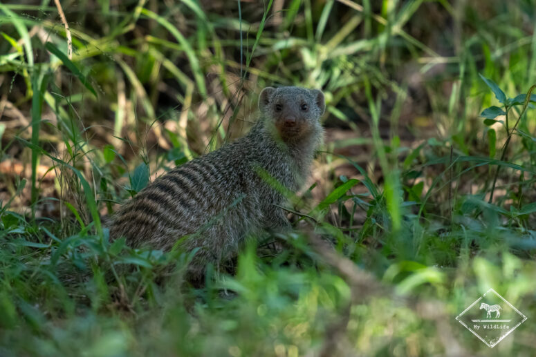 Mangouste rayée, Nylsvley Nature Reserve